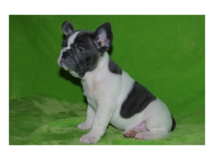 French Bulldog Puppies