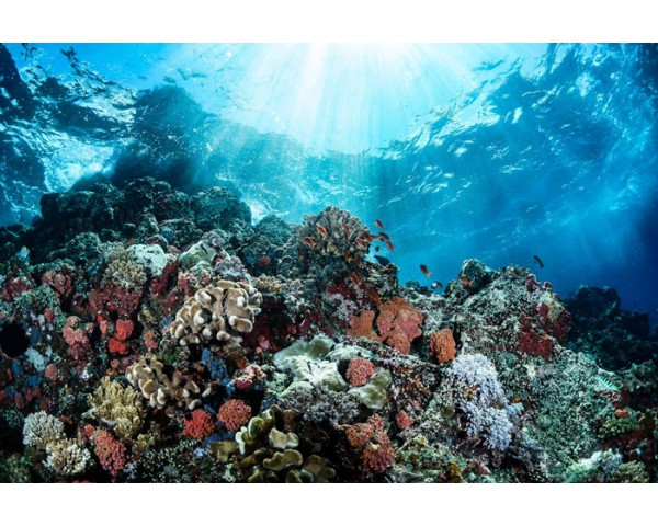 為什麼市面上的褐藻糖膠價格大不相同?