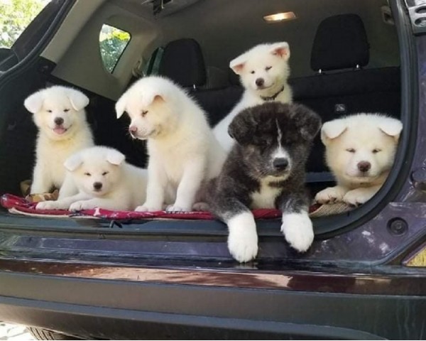 Beautiful purebred Japanese Akita Puppies