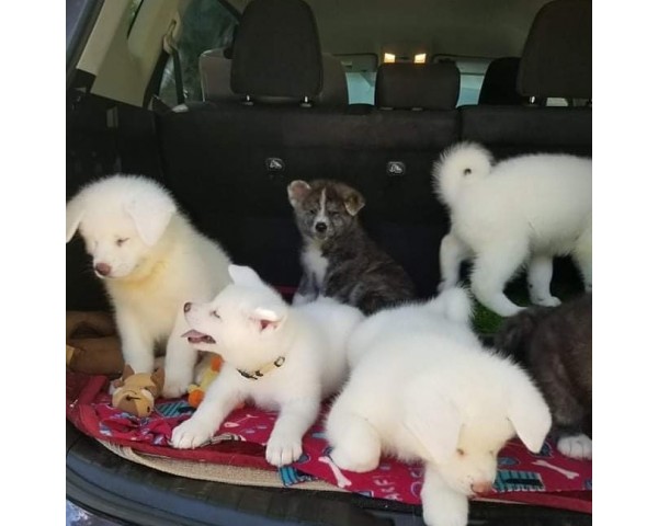 免費刊登分類廣告 - Classified Zero 香港免費分類廣告網