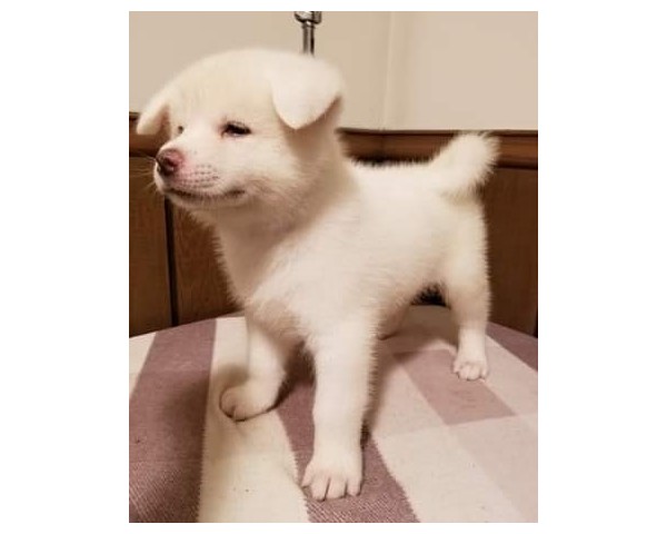 免費刊登分類廣告 - Classified Zero 香港免費分類廣告網