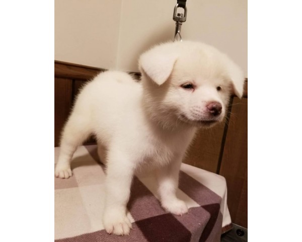 免費刊登分類廣告 - Classified Zero 香港免費分類廣告網