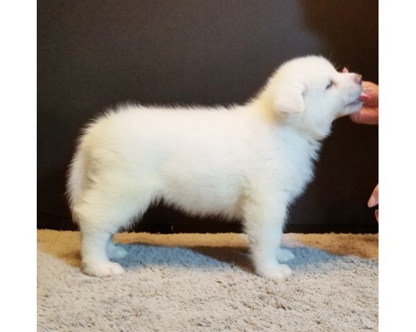 免費刊登分類廣告 - Classified Zero 香港免費分類廣告網