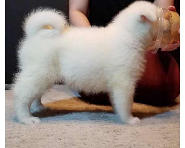 免費刊登分類廣告 - Classified Zero 香港免費分類廣告網